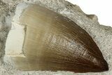Fossil Mosasaur (Thalassotitan) Tooth in Rock - Morocco #336366-1